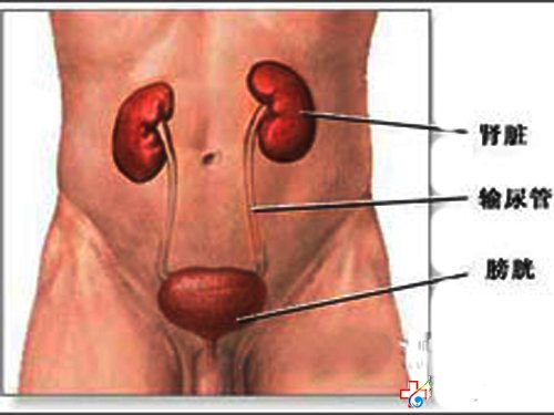 小便出血的原因-九江醫(yī)大醫(yī)院