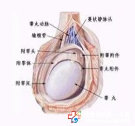 睪丸一大一小正常嗎-九江男科醫(yī)院