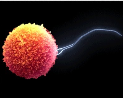 抗精子抗體陰性是正常的嗎？